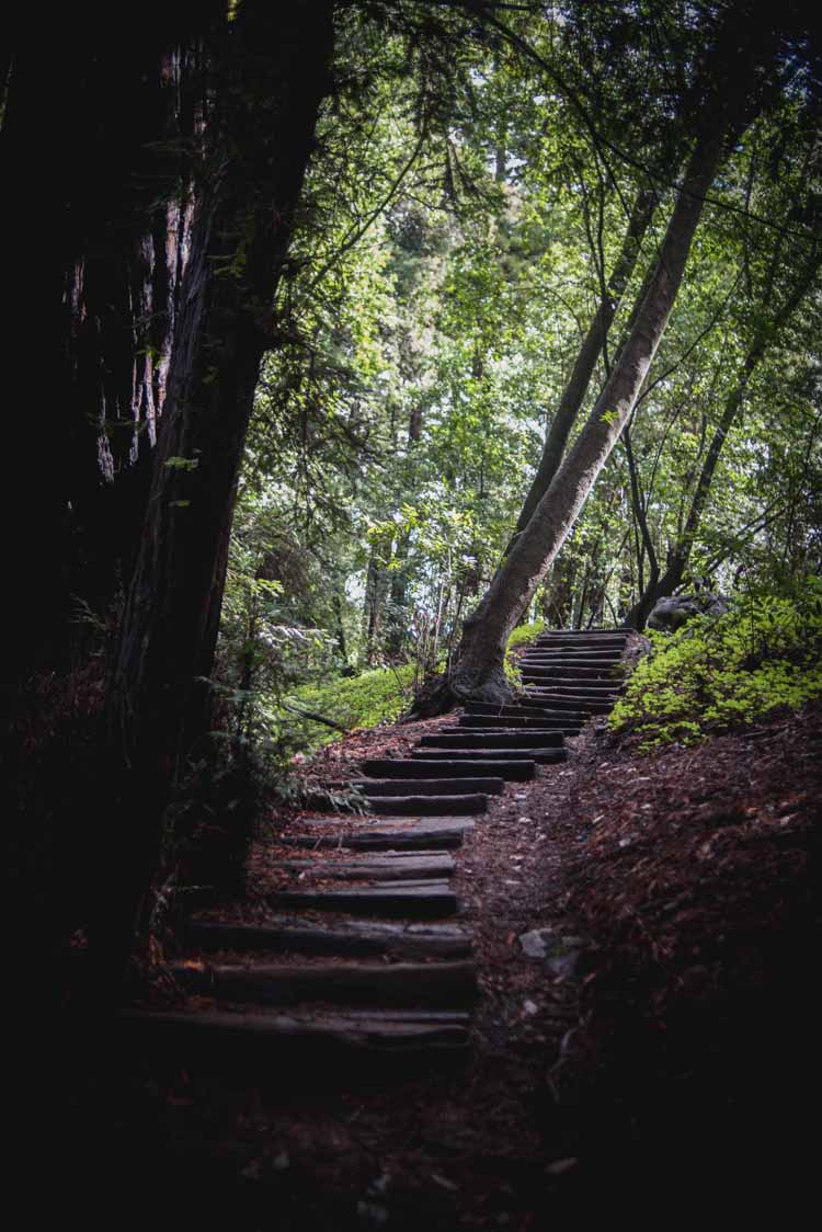 wooden steps going upwards into the forest at the perfect location for a Big Sur intimate wedding
