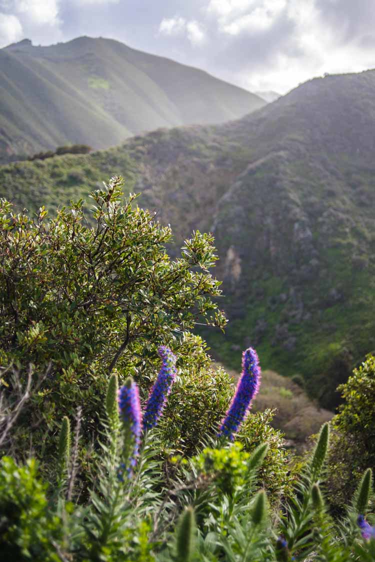 Epic rocky terrain of Big Sur with tons of greenery and purple flowers sprouting up in front of the mountains in the background